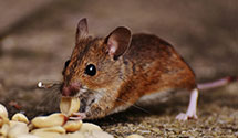 24 Hour & Emergency Exterminators in Locust Grove, KY